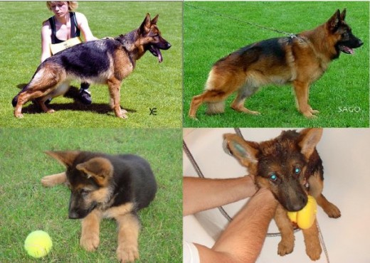 Kora es la de la foto superior izquierda (adulta)
Y las dos fotos inferiores (de cachorrita)
El otro perro de la foto es el macho con el que tuvimos cachorros hace un par de años