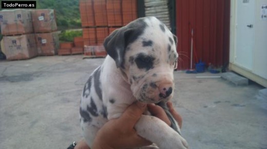 este es uno de mis cachorritos gran danes