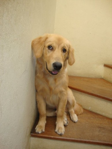 chester posando un rato......JEJEJE  :)