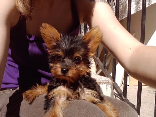 Yorkshire Terrier de tres meses recien cumplidos