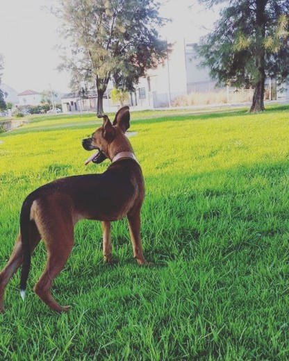 Shana es una perrita encantadora ,cariñosa ,nerviosita y juguetona
Necesita que alguien la adopte,la quiera y cuide porque su dueño actual no la puede atender por enfermedad