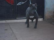 pitbull bully , hembra, en esta foto tenia 9 meses.