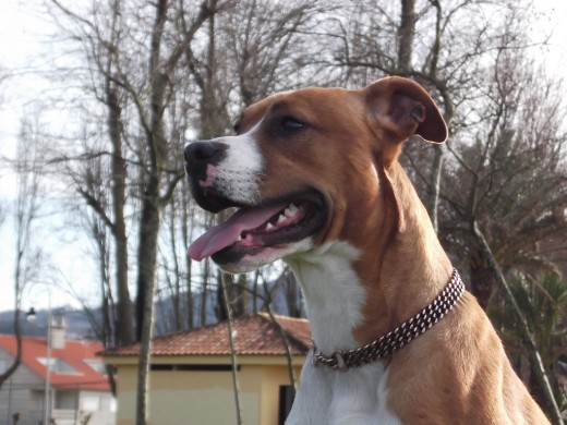 lucas:mezcla de boxer con american stanford o eso me dijeron sus antiguos dueños.