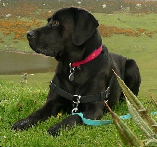 Luck, 40 Kilos de perro con un corazón tan grande como su cabeza.