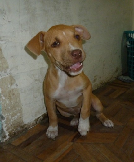 Mi cachorra el primer dia que estuvo conmigo