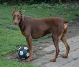 perro jugando.