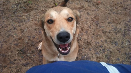 La encontraron de cachorra, desnutrida, un dia de lluvia, muy flaquita y con diarreas, ella llego a mi vida como una acogida temporal, pero desde el principio supe que nunca se iria y desde entonces forma parte mi familia perruna.
Es un terrremoto, le gusta saltar, correr, dar lenguetazos... aunque sigue siendo algo timida con los desconocidos es una perra cariñosa y muy dulce.