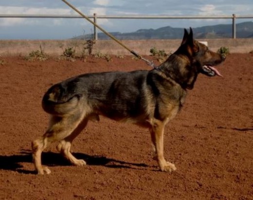 Tango Von Karthago