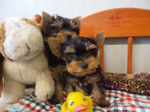 
Regalo Camada de Yorkshire Terrier Toys 
belenperez318@gmail.com
