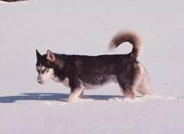 Macho potente , lider de la manada, de apetito voraz. Corre de wheel dog