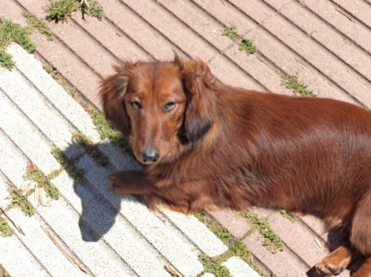 Tomando el sol