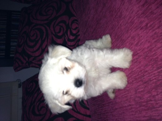 Hola me llamo copito y tengo 2 meses. Acabo de llegar a casa de mis dueños y estoy muy contento