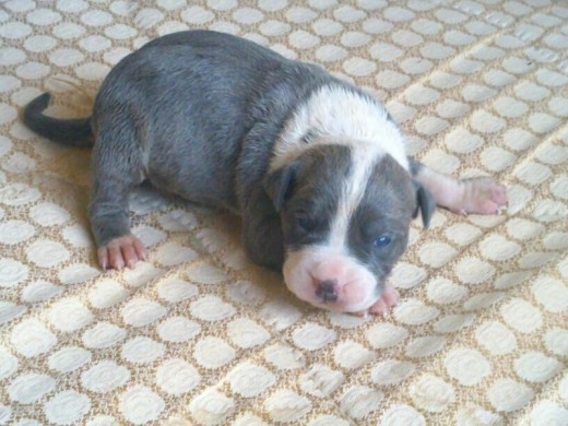 Este es mi Zeus!!!!!!