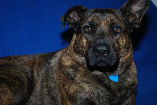 Mi perro se llama Nemo, es un cruze entre pastor aleman y boxer. Es super cariñoso, aunque a la personas que no conoce las recibe entre ladridos que solo terminaran si lo acarician. Le encanta buscar a mi madre subiéndose al sofá y su momento preferido del día es cuando llega la horas de comer.