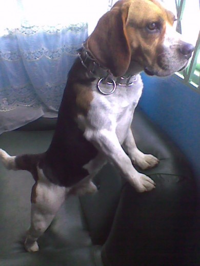 Coco Papa de Tayson