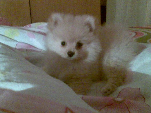 MiMi con 2 meses .