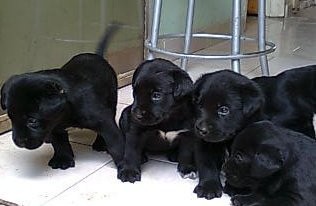 los hijos de mi perrita labradora chocolate 