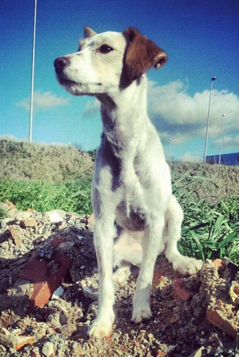 Nina en el campo