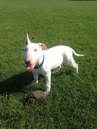 es mi perra bull terier que estaba jugando con ella en la cancha 