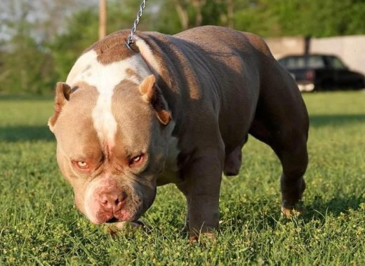 American bully extreme