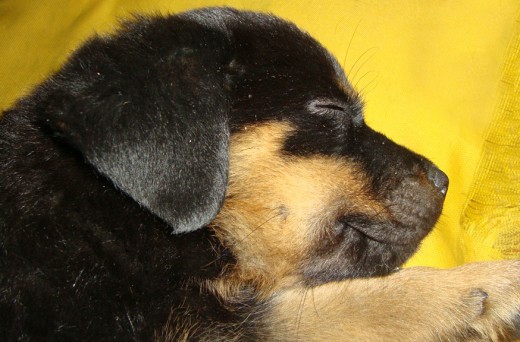 dormidito cuando aún era cachorrito, tenía tres días de haber llegado a mi casita!