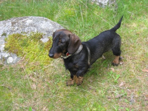 Txiko en el campo.