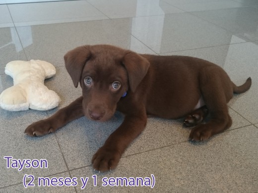Tayson con 2 meses y 1 una semana, esperando para ponerle su primera vacuna jejeje