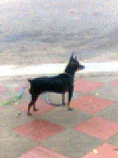esa se ve pequeña porqe no me dejo subir una mas grande pero tranquilos pronto subire mas