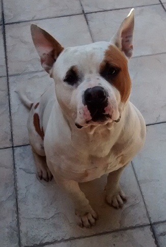 Hermoso Perro American Staffordshire Terrier busca Novia en Santiago Chile, el es color blanco con manchas cafe claro.