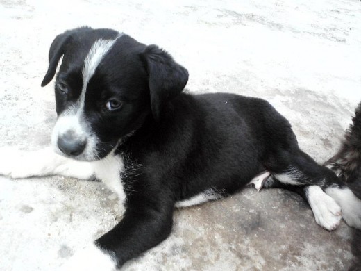 no se si sea pitbull americano