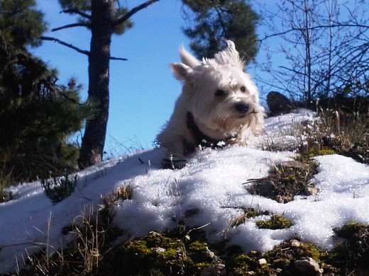 Capricho disfrutando en la nieve