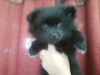 Hola, esta será mi nueva puppy, en una semana me la entregan.
