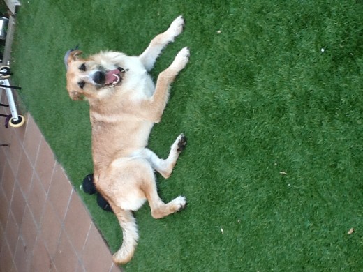 El mejor perro