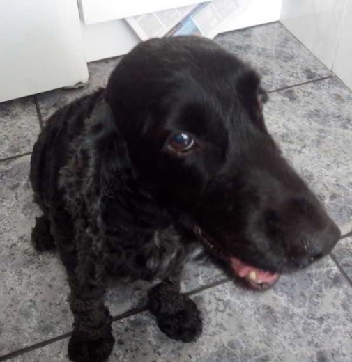 Otto, con cara de pillo