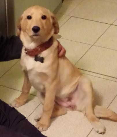 Cachorra de 4 meses y medio