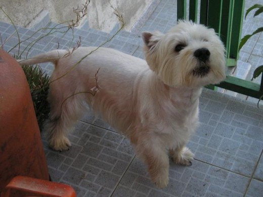 Es super cariñoso, jugueton con los niños, y si oye algun ruido te avisa y alerta enseguida. Busco novia para que se deshaogue un poco y de paso tener un cachorrito suyo. 