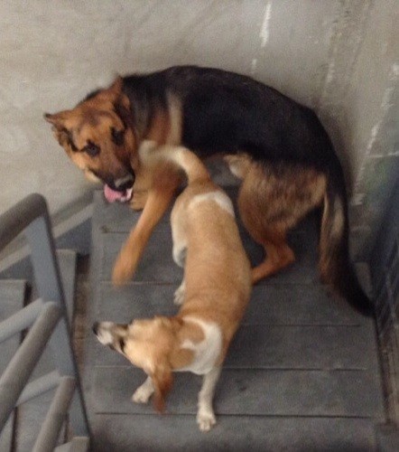 Ringo y su compañera lulu