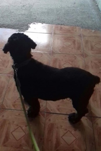 Aquí estaba esperando para irnos de paseo, está un poco rellenito, pero aun así es un perro muy fuerte y muy apuesto, ya ha sido papá tres veces, pero no he conservado ninguno de sus hijos. Es tan lindo y lo amo 