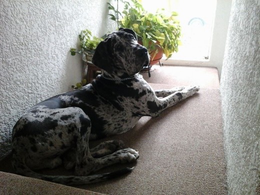 Otto echando chismé en la ventana