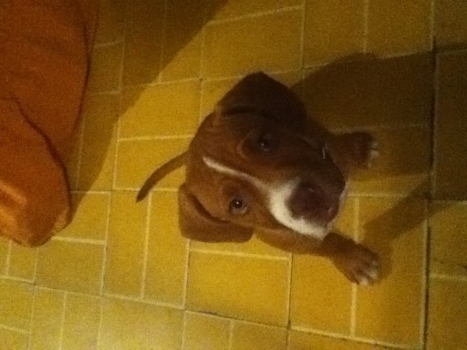 Pit bull el perro que aún demuestra amor en esa tiernos ojos