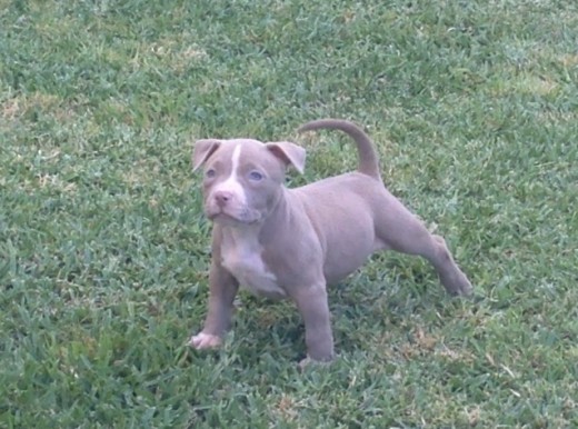 Se vende american bully con abkc vcuna y desparasitad