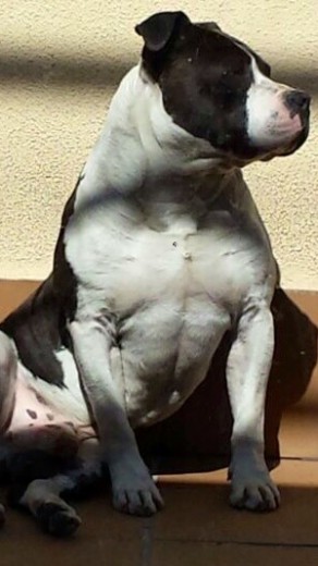Ray con 2 años