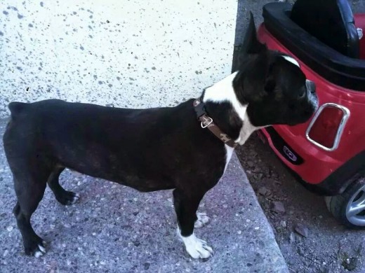 vigo con sus casi 6 meses :)