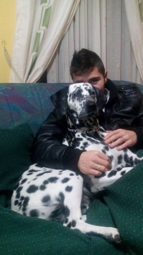 Esta es dana, es una increible dalmata y tiene ya 16 dias de gestacion:)