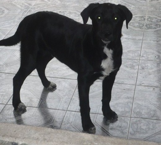 Así era mi lindo perrito pero por desgracia murió en cumplimiento de su deber saben fu mi primer perrito 