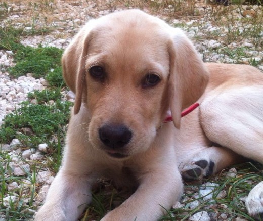 Lolo, cachorro de labrador y golden de casi 4 meses