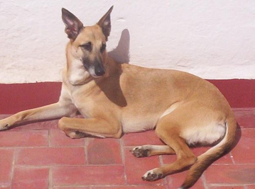 mi loba tomando el sol en la azotea