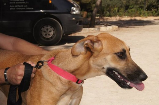 Alexia es una perra de tamaño mediano, con buen carácter y muy cariñosa.
Está esterilizada.