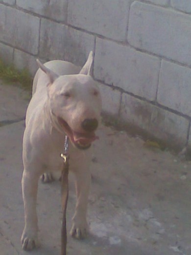 CUIDADO: PERRO BRAVO ESQUIZOFRENICO Y CON TENDENCIA PARANOIDE CUIDADO: PERRO BRAVO ESQUIZOFRENICO Y CON TENDENCIA PARANOIDE