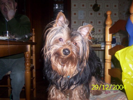 nunca te olvidare mi peke nunca te olvidare mi peke